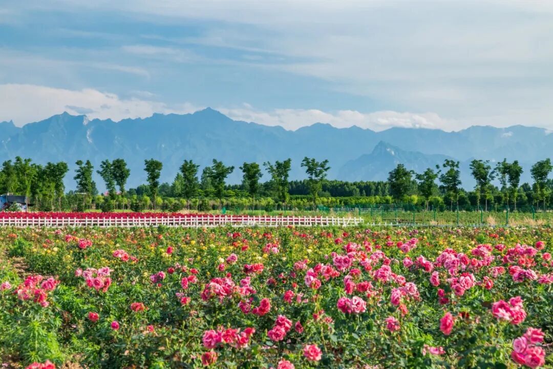 摄图网_501630141_月季花园_(企业商用).jpg