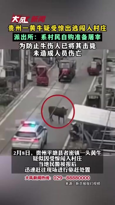 贵州一黄牛疑受惊出逃闯入村庄 派出所：系村民自购准备屠宰 为防止牛伤人已将其击毙 未造成人员伤亡