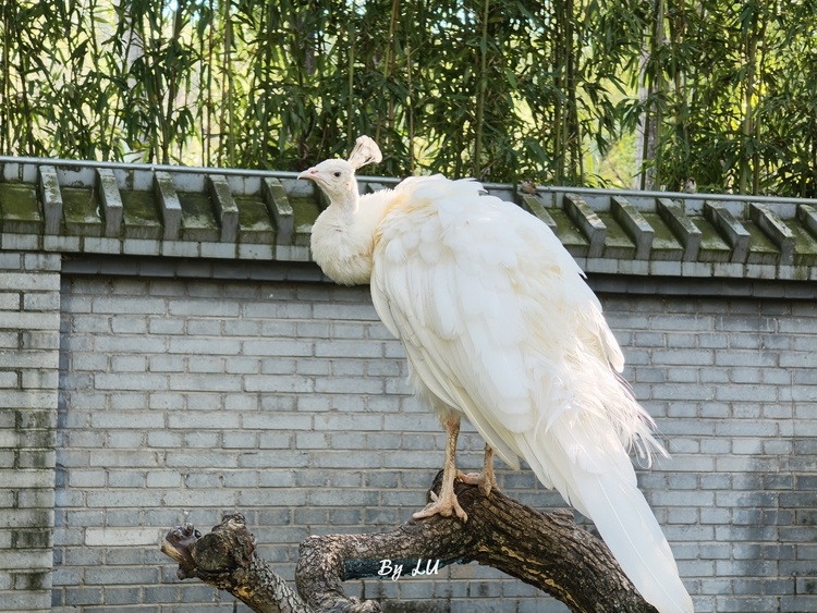 图源:不客观实验室