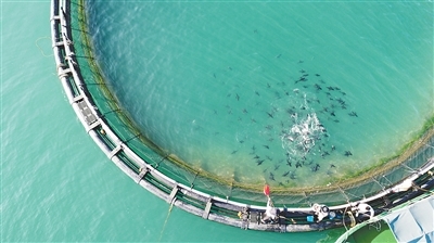 清水湾海域的养殖网箱。