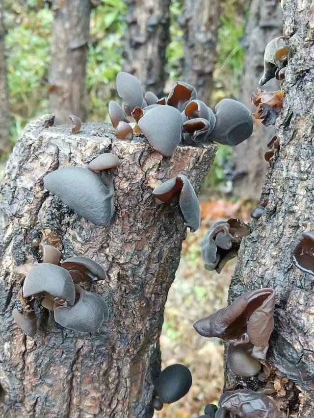 木耳
