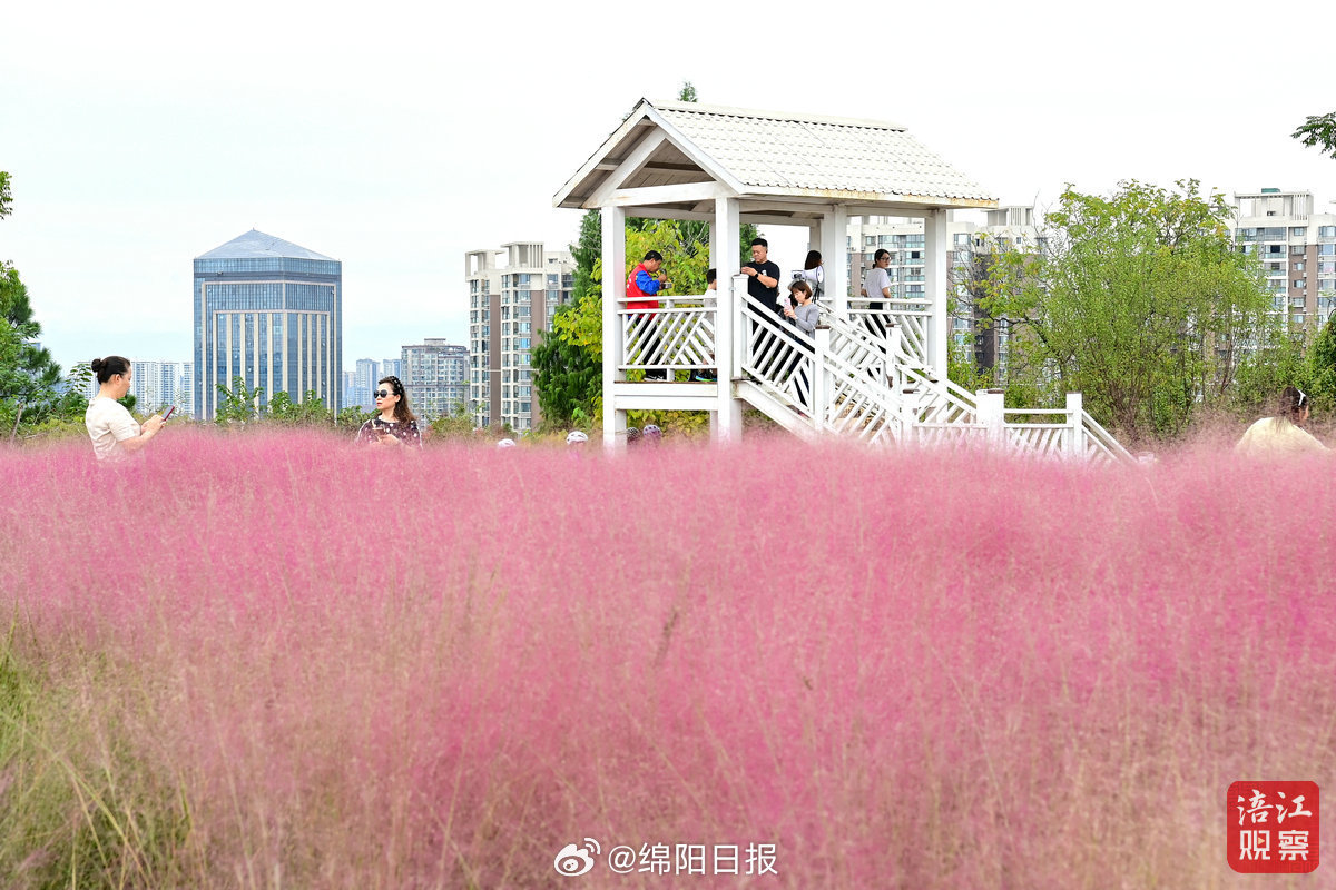 【爱看绵阳｜紫海连绵，粉黛如烟！一园双色秋】9月27日，绵阳科技城新