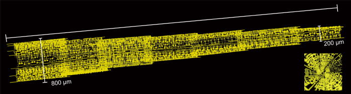 “纤维芯片”多层旋叠架构的三维重构荧光标记照片。