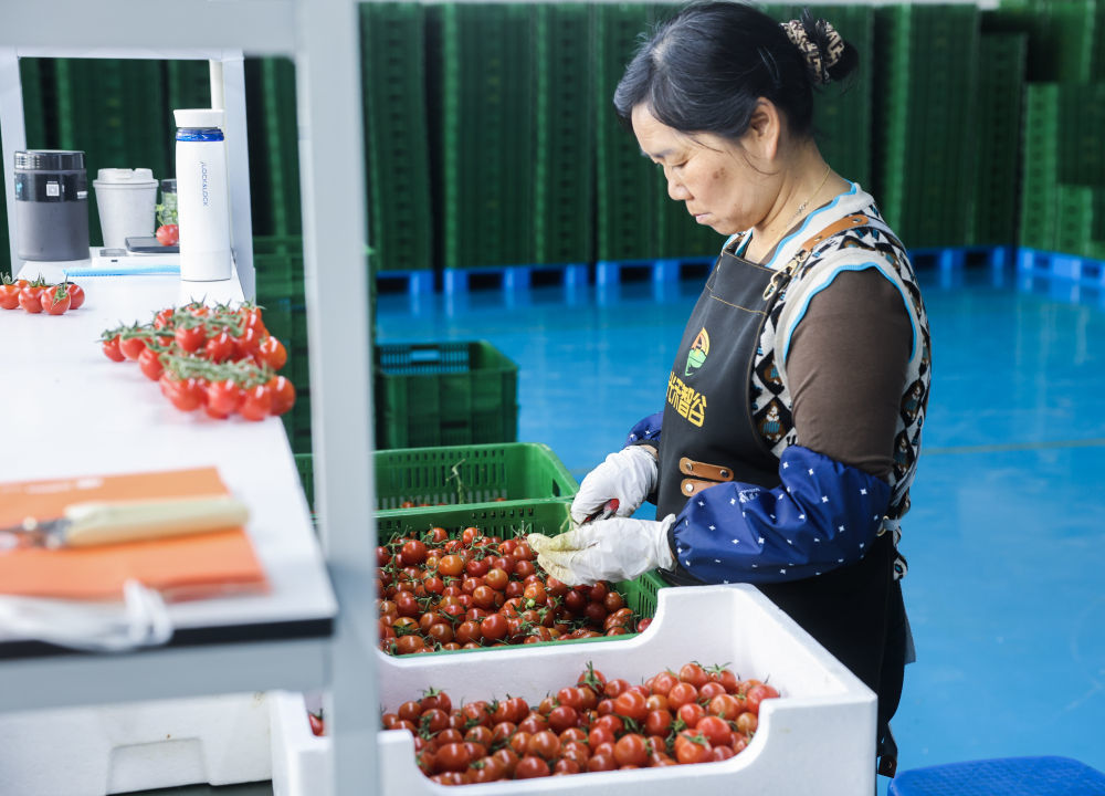 4月15日，村民在位于浙江省海宁市黄湾镇的浙江光禾智谷生态农业有限公司车间内分拣、打包刚采摘下来的番茄。近年来，海宁市积极推进乡村片区组团发展，助力乡村振兴。新华社记者徐昱 摄