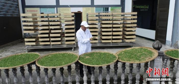 图为摊放的古茶树茶青。田烈 摄