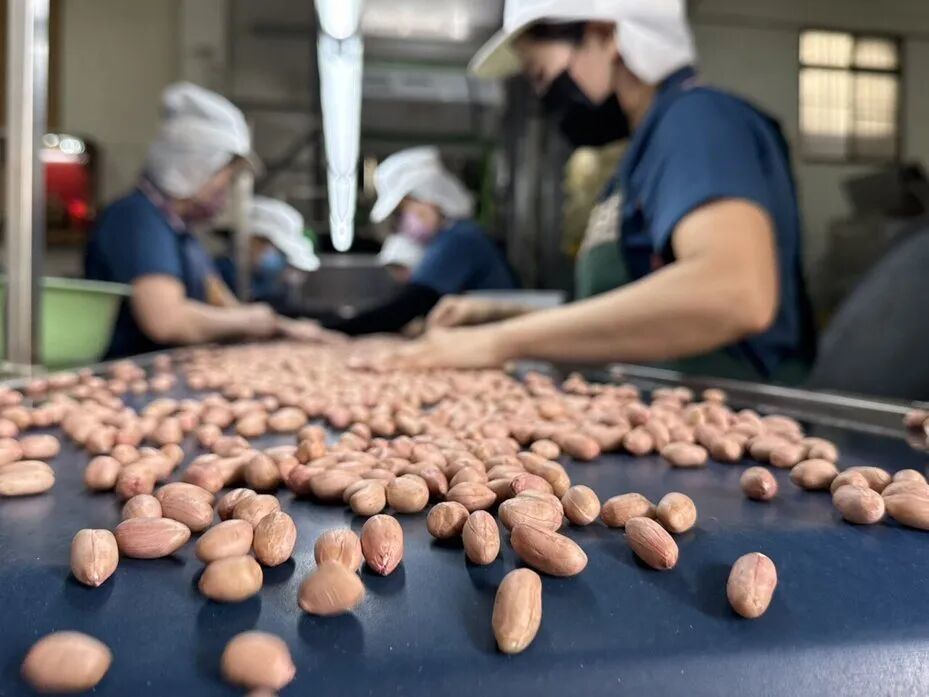 雲林是全台最大花生產地，近日一期作花生進入採收期，開盤價格每台斤僅30多元，比起去年同期跌約3成。圖／本報資料照