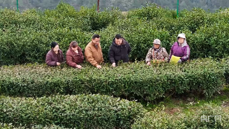 丹寨县农业部门技术人员为茶农开展技术指导（央广网发 丹寨县融媒体中心供图）