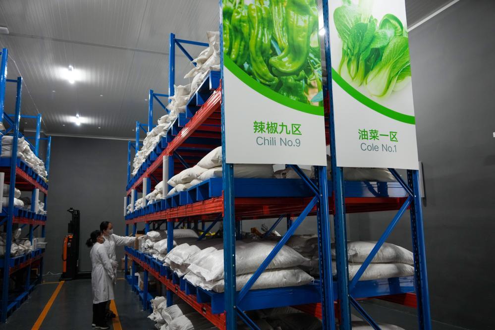 4月1日，寿光蔬菜种质资源库的工作人员在查看蔬菜种子。