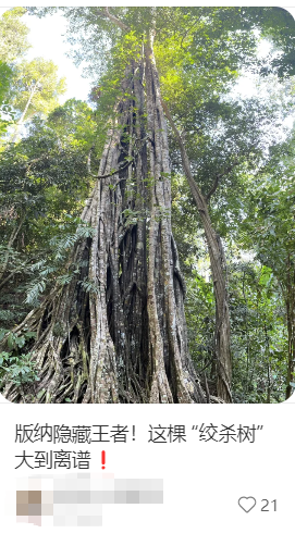 一种南方很常见的树 亲手策划了多起“谋杀案”