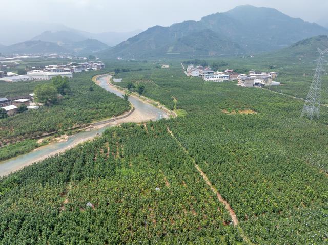 位于平和的一处蜜柚果园。农行漳州分行供图
