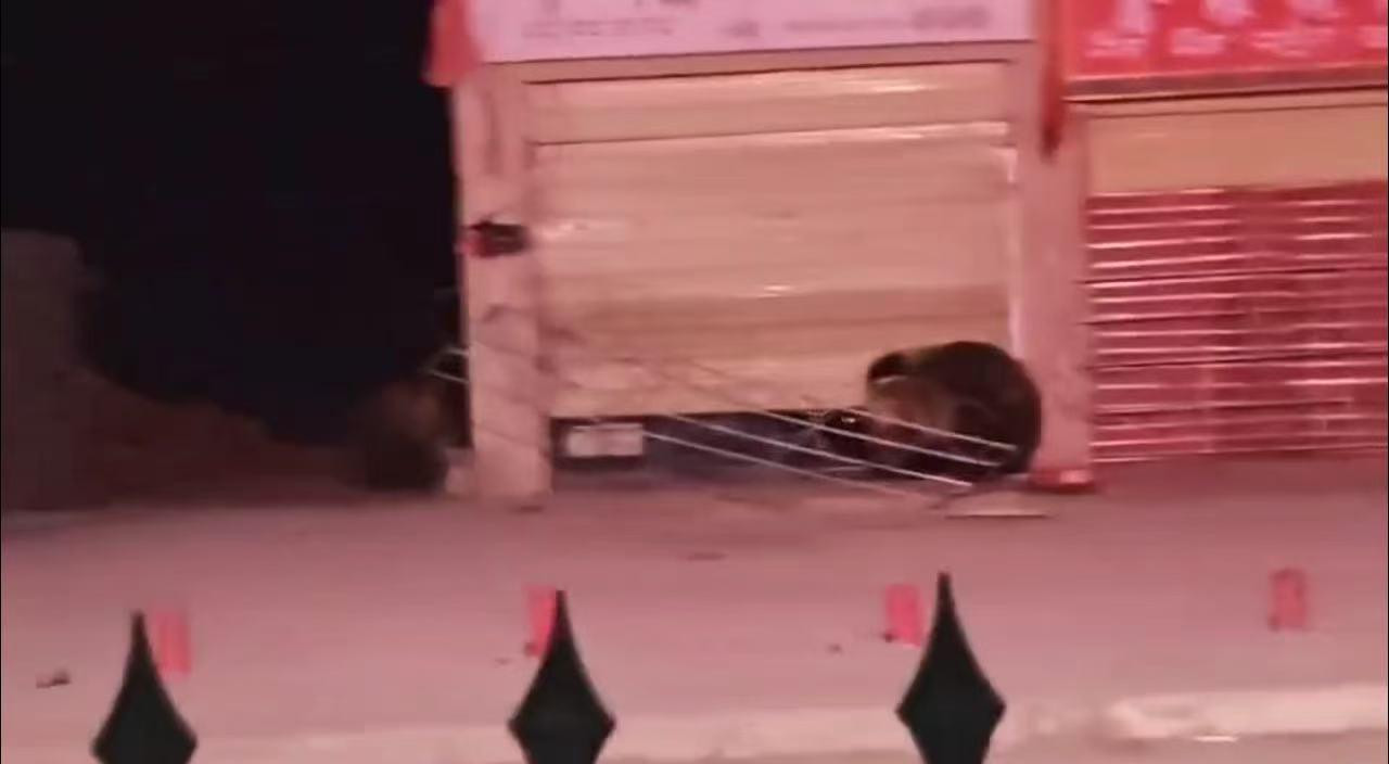 ▲相关视频截图