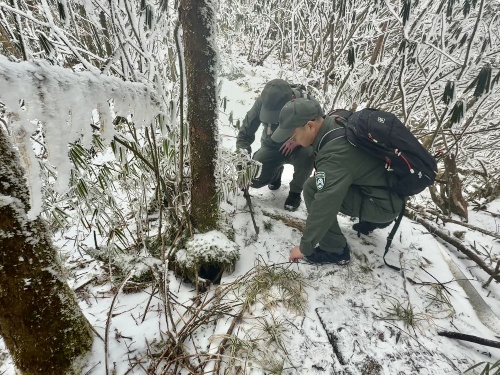 王伟与毛军在查看动物留下的痕迹。(吴晓摄)