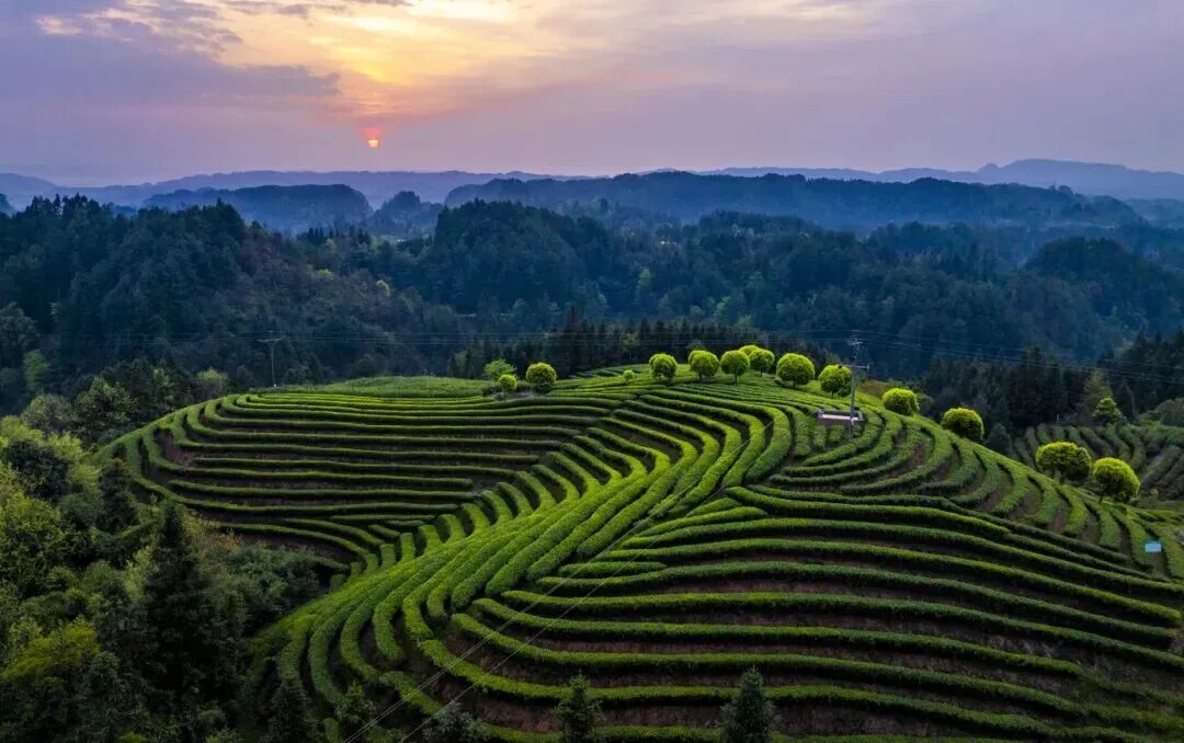 茶山 (1).jpg