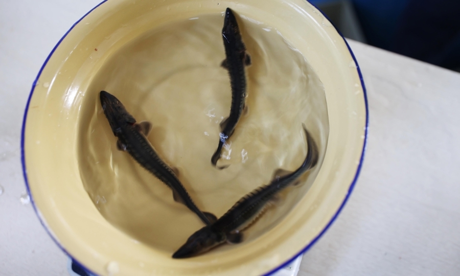 在湖北宜昌，首批子三代中华鲟规模化繁育取得重大突破 源：东方IC