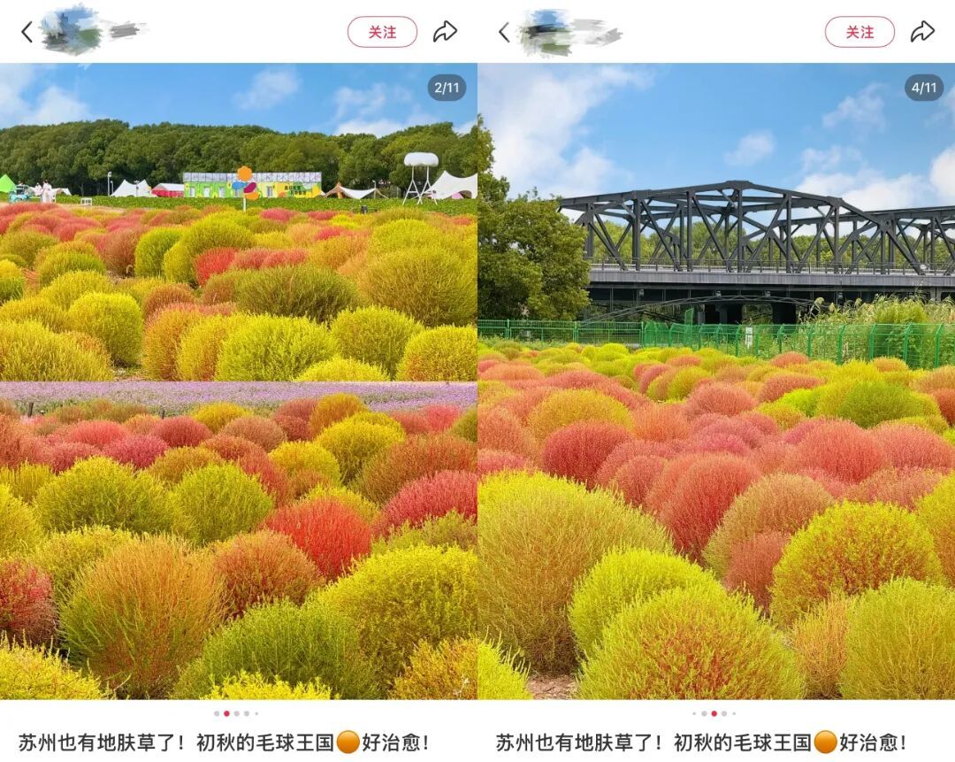 地肤草_副本.jpg