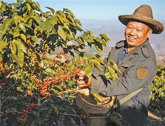 图为李金合在咖啡园采摘咖啡果竞猜大厅。杨 磊摄（东说念主民视觉）