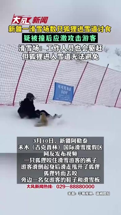 新疆一滑雪场数只狐狸进雪道讨食 疑被撞后应激攻击游客 滑雪场：工作人员也会驱赶 但狐狸进入雪道无法避免