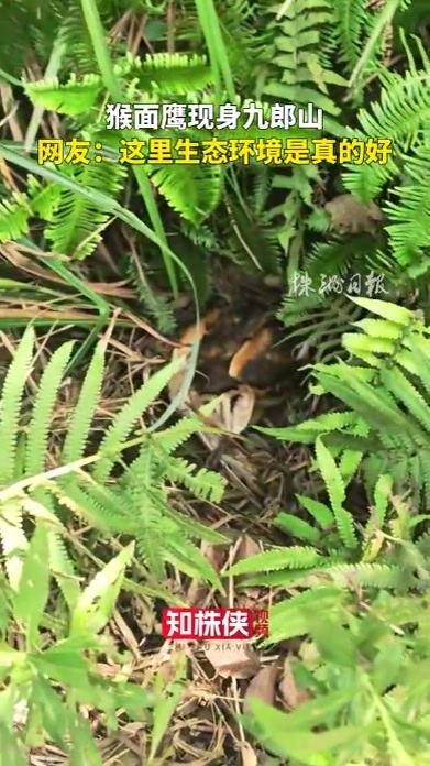 猴面鹰现身九郎山 网友：这里生态环境真的好