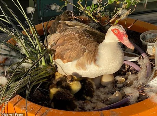 美国一自动驾驶车当街压死社区“明星鸭” 市民集体抗议:禁止无人车测试