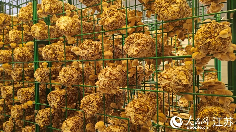 智能方舱内生长的菌菇。人民网 李欣阳摄