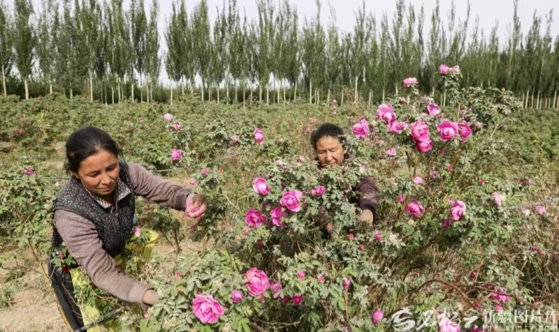 2025年8月28日,于田县奥依托格拉克乡农民在玫瑰种植基地采摘玫瑰。许晓龙摄