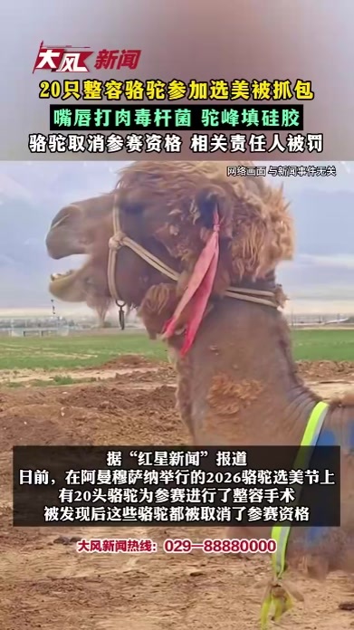 20只整容骆驼参加选美被抓包 嘴唇打肉毒杆菌 驼峰填硅胶 骆驼取消参赛资格 相关责任人被罚