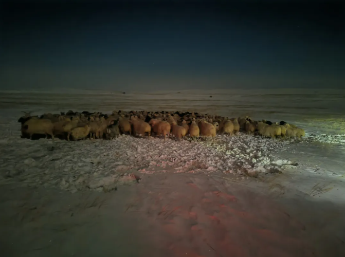 寒夜中瑟瑟发抖的羊群