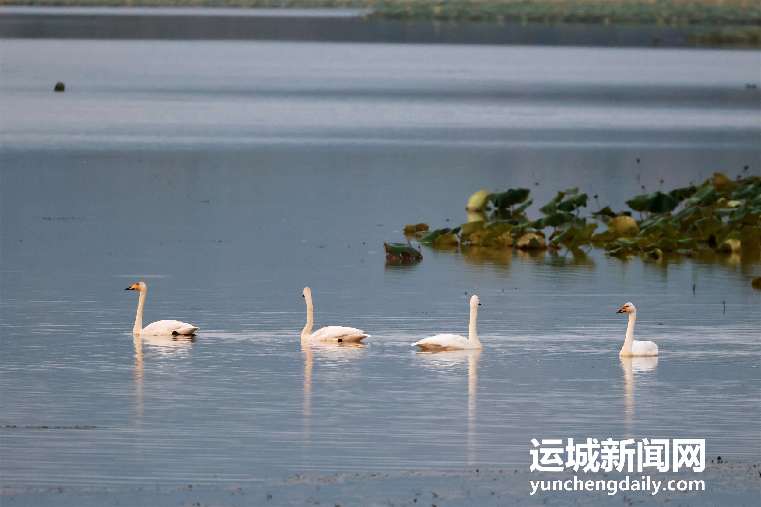 【天鹅栖三湾 湿地入画来】连日降温，百余只越冬的大天鹅如约飞抵平陆黄