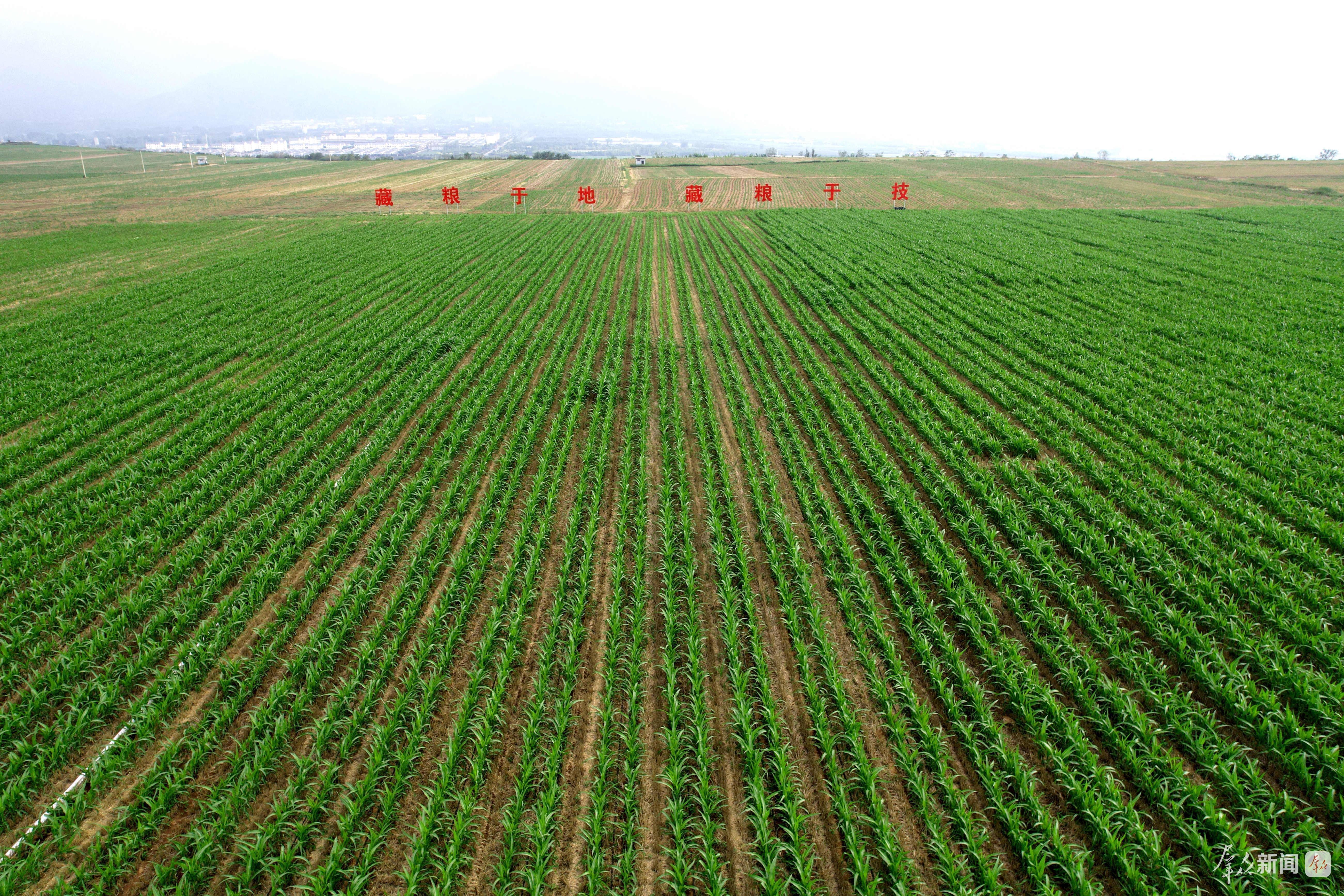 2025年7月,西安市长安区神禾塬万亩优质粮食生产基地,夏玉米长势旺盛。(资料照片)