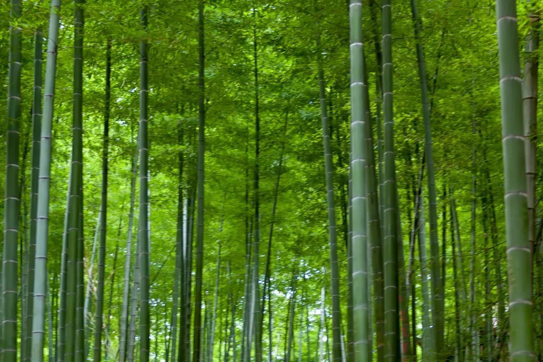 摄图网_500397704_竹海竹林(企业商用).jpg