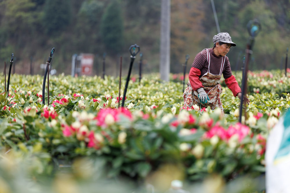 4月1日，贵州省毕节市百里杜鹃管理区汇境花卉科技园的工作人员在培育杜鹃花。新华社记者刘续 摄