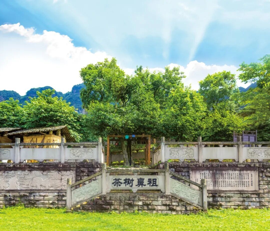特征-树龄1400多年的“茶王”.jpg
