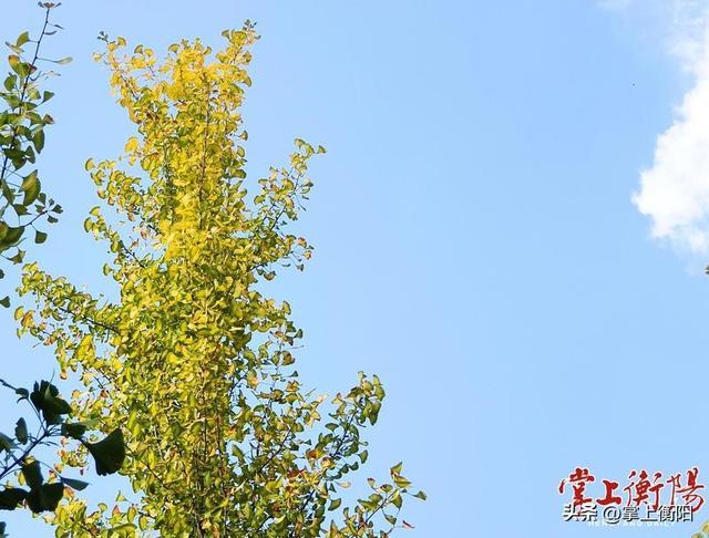 蓝天白云间，树梢上的黄叶格外明艳。