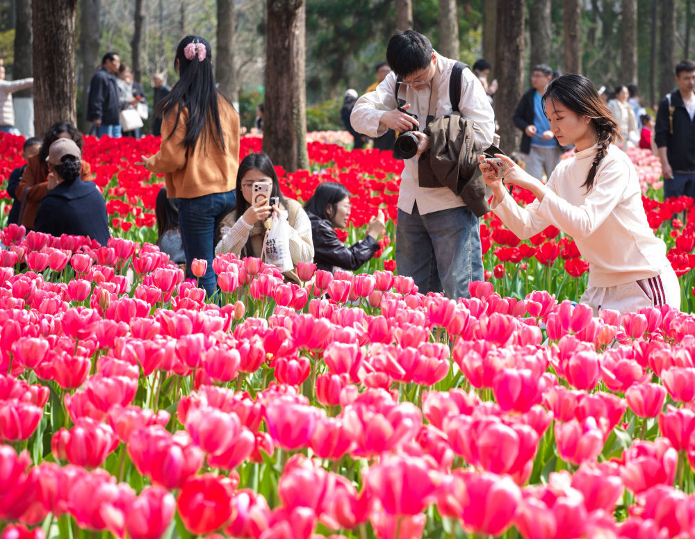 3月21日，游客在南京中山植物园赏花拍照。新华社发（苏阳摄）