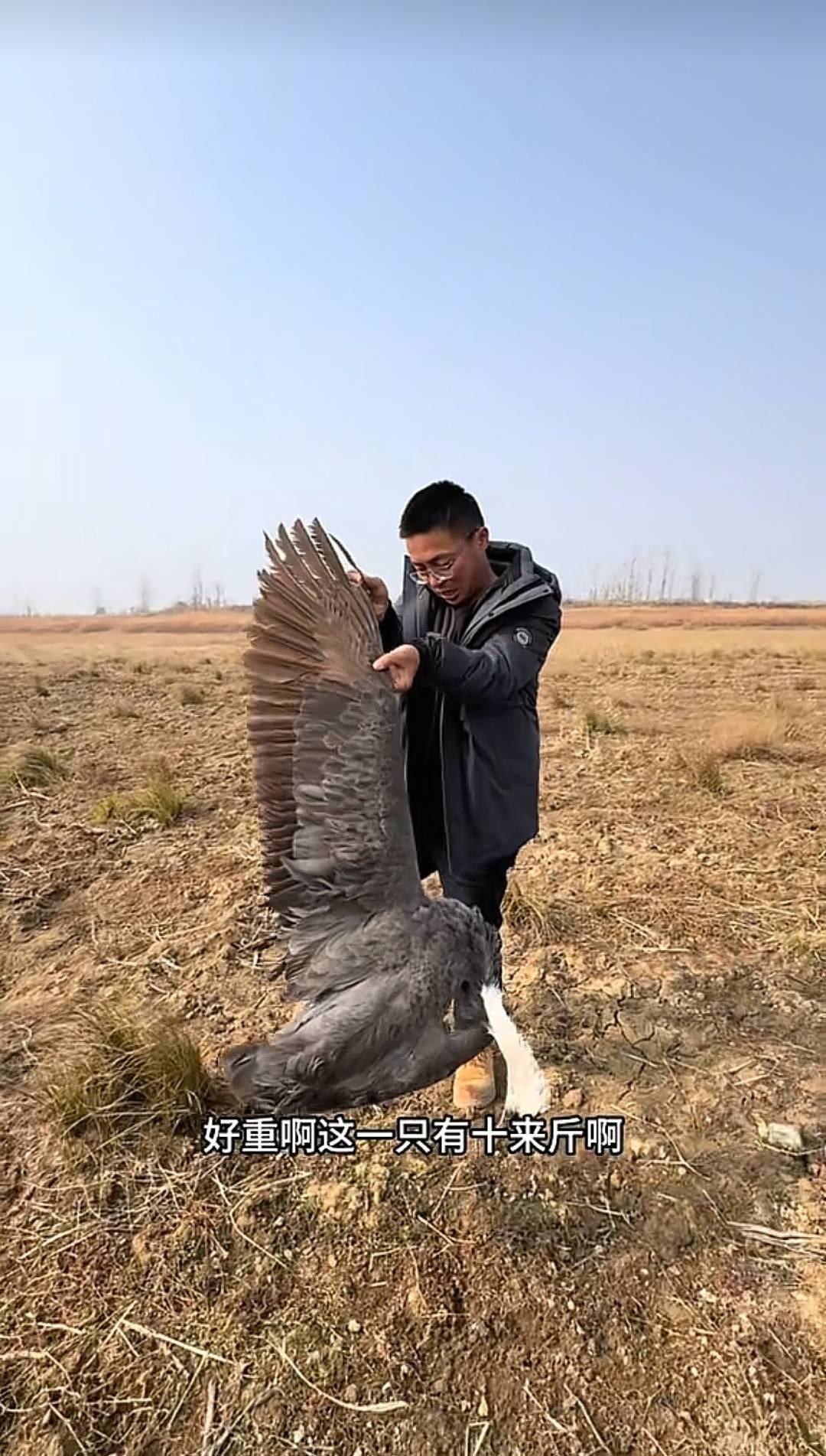 现场一只大型鸟类尸体（网络截图）