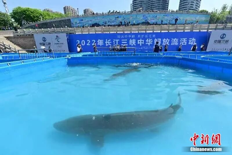 体型巨大的中华鲟等待放流长江。郭晓莹 摄
