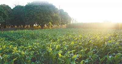 马拉维中非科技小院一处玉米示范田。　　中国农业大学供图