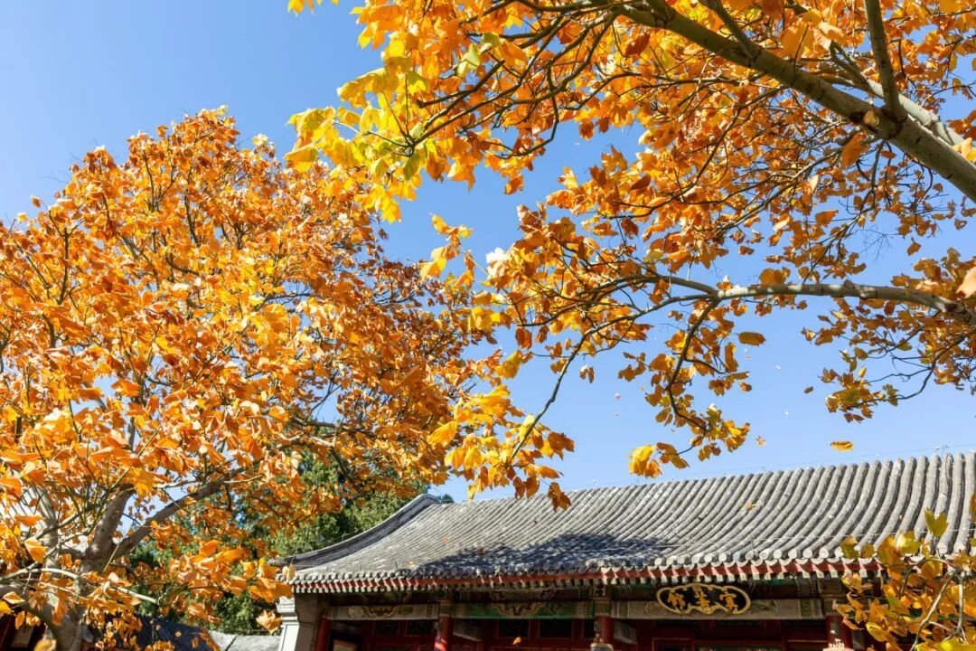 摄图网_501802284_北京香山公园秋天(企业商用).jpg