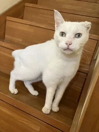 ▲。(圖/翻攝自X/@kan_3030)