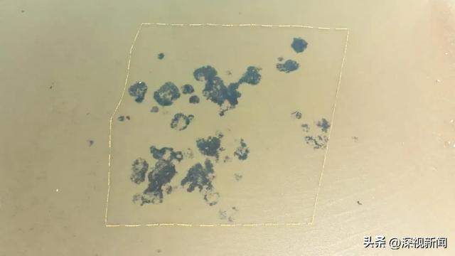 (正在生长的海草斑块)