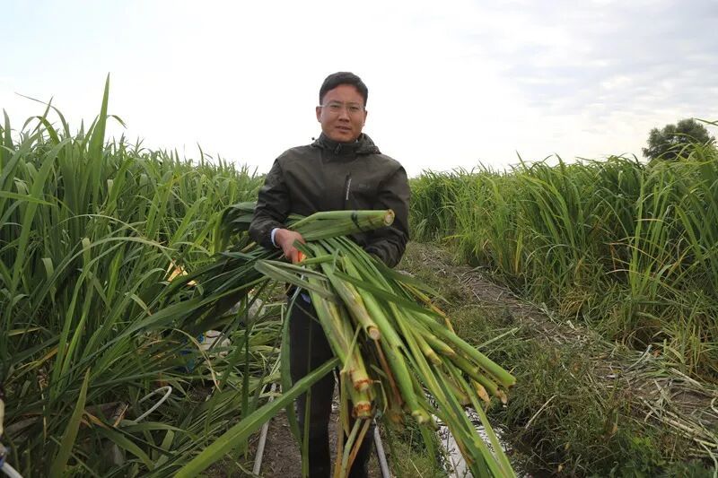 采茭测产。田宏 摄