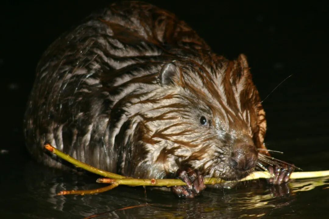 河狸在水中工作图/中新社发 张文成 摄
