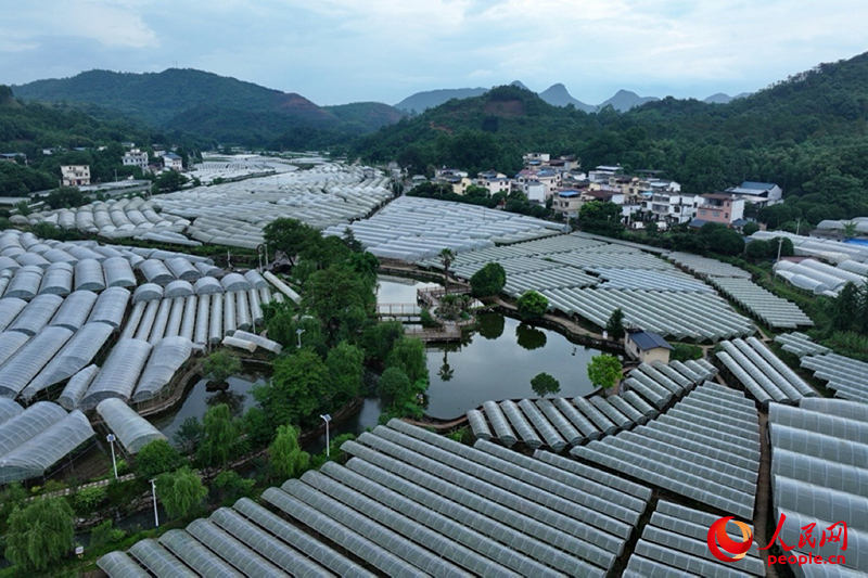 毛竹山村葡萄示范区。人民网记者 雷琦竣摄