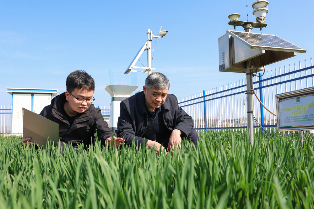 2025年3月19日,在湖北省南漳县清河管理区雷家巷优质小麦种植示范基地,农技人员利用智能农作物病虫疫情监测系统和气象观测设备,查看虫情和土壤墒情等情况。新华社发(杨东摄)