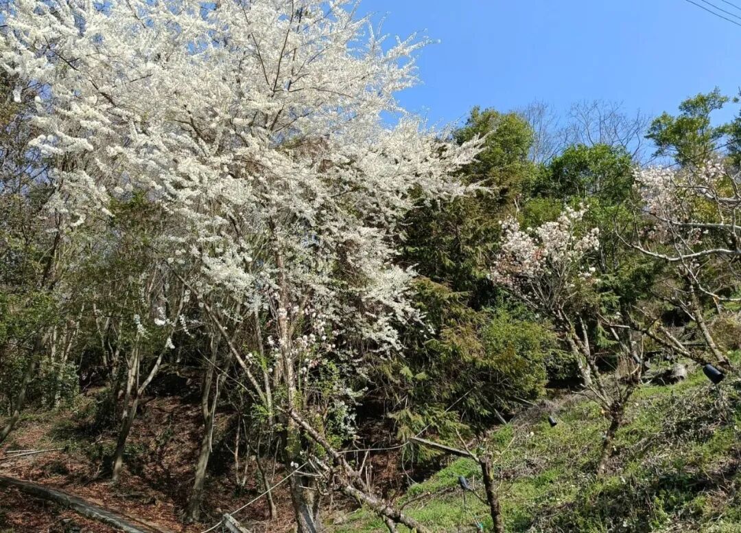 已还林的坡地(上方）和尚在经营的果树（下，盛开的是李花）图/阿宝