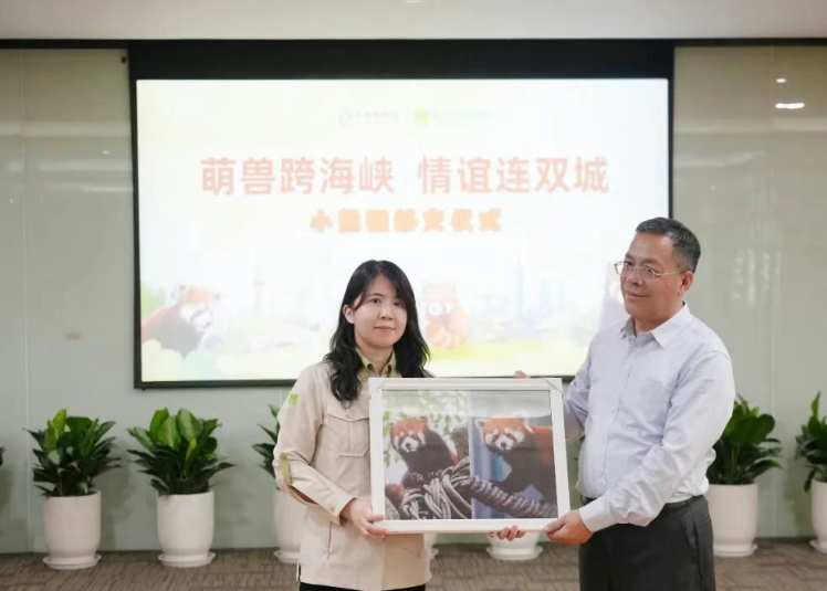 5日，在上海动物园举行的小熊猫移交仪式上，上海园方正式向台北市立动物园移交了小熊猫的饲养资料与影像记录，双方还互赠了纪念礼品。（沪台通微信公众号）