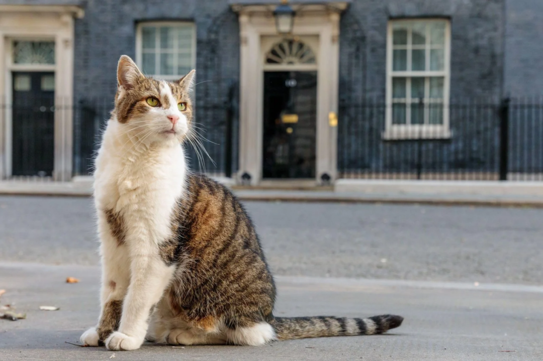 拉里猫已经熬走了6位英国首相。（图源：英国首相博物馆官网）