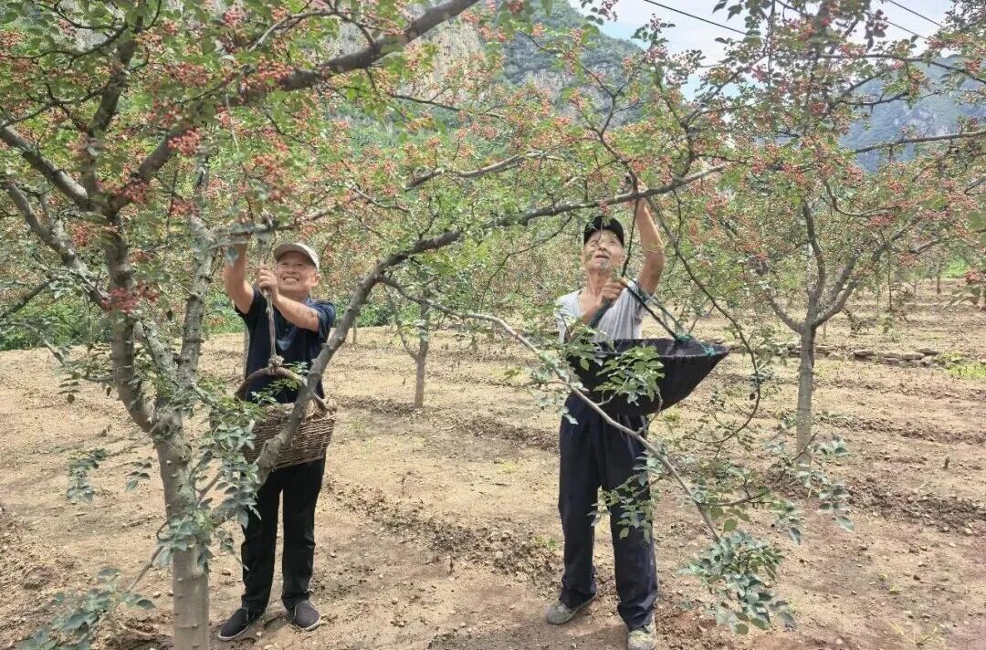 ▲源头村村民赵联国(左一)和其他村民一起采摘花椒