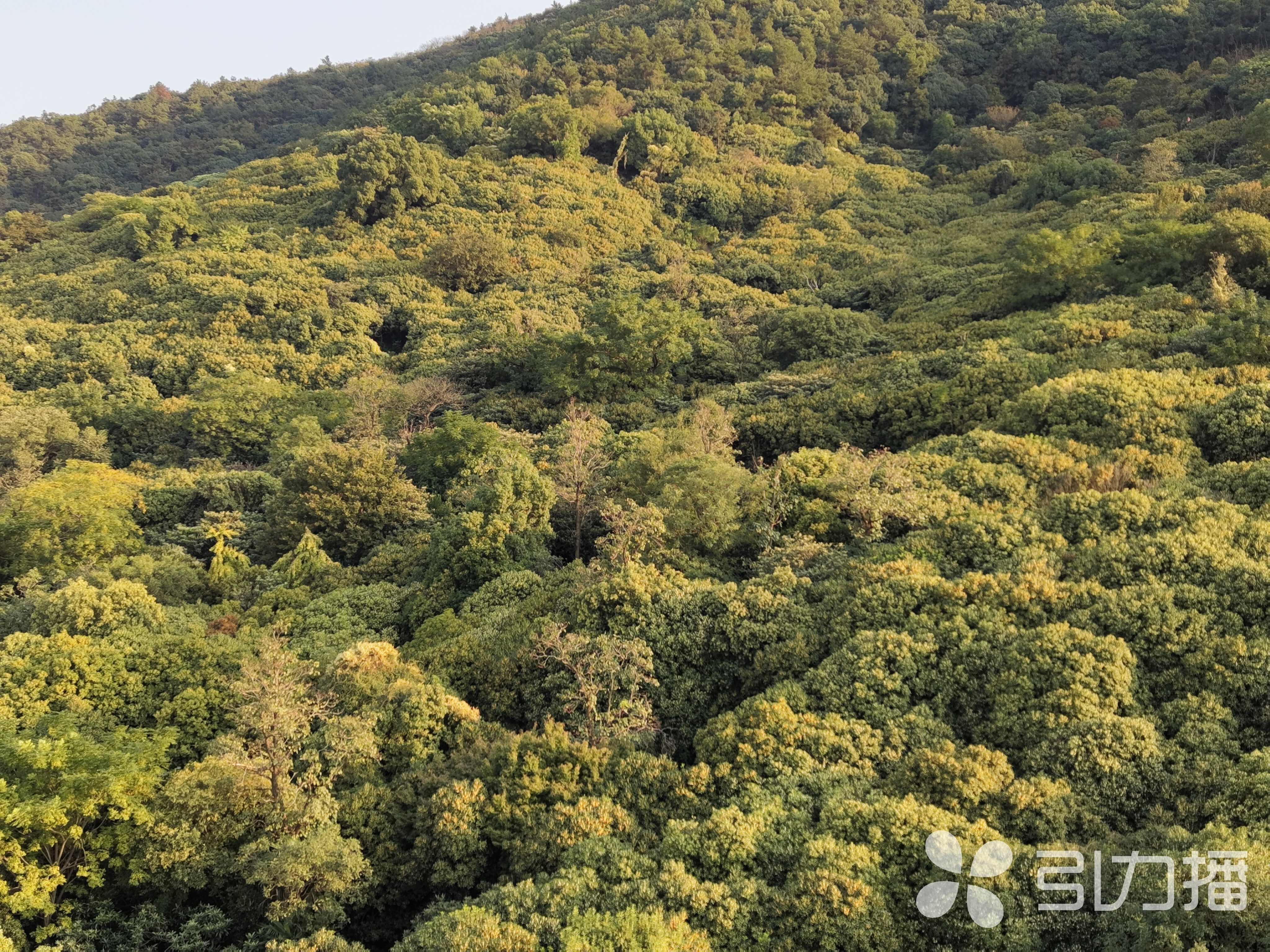 漫山遍野桂花树。苏报融媒记者 徐靖怡/摄