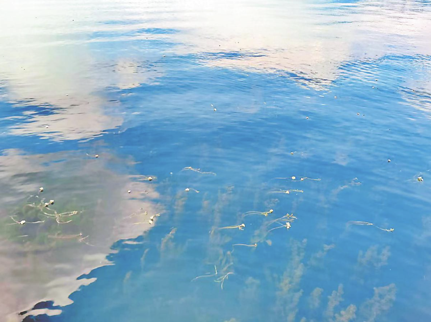 海洪湿地沿岸海菜花开。云南日报-云新闻通讯员 摄